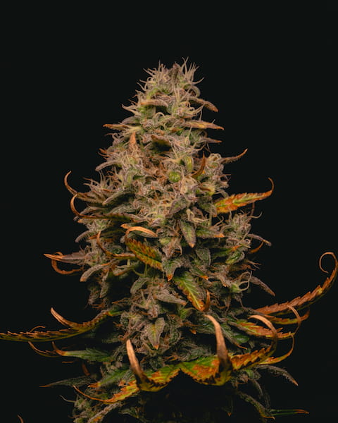 Forbidden Fruit Cake semilla > Pure Instinto | Semillas feminizadas  |  Índica